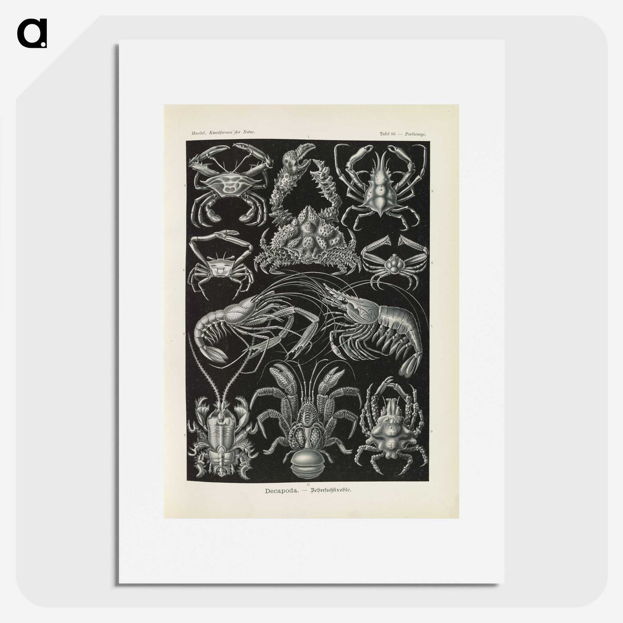 3-11_Ernst-Haeckel_picture