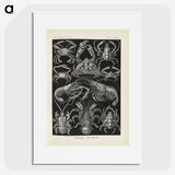 3-11_Ernst-Haeckel_picture
