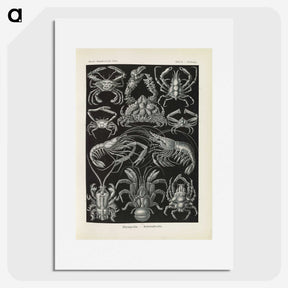 3-11_Ernst-Haeckel_picture