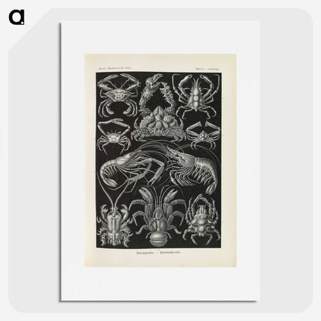 3-11_Ernst-Haeckel_picture