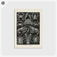 3-11_Ernst-Haeckel_postcard