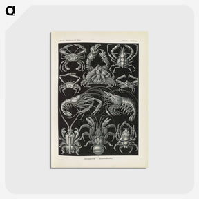 3-11_Ernst-Haeckel_postcard