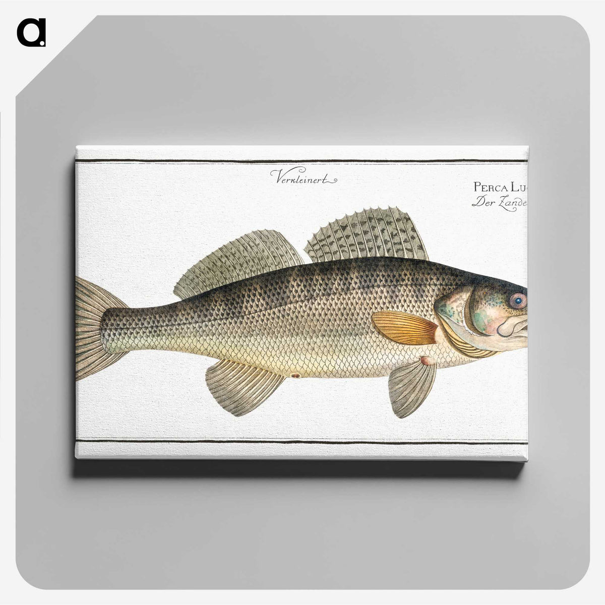 3-11_Ichtyologie-ou-Histoire-naturelle_canvas