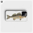 3-11_Ichtyologie-ou-Histoire-naturelle_phone
