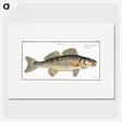 3-11_Ichtyologie-ou-Histoire-naturelle_picture