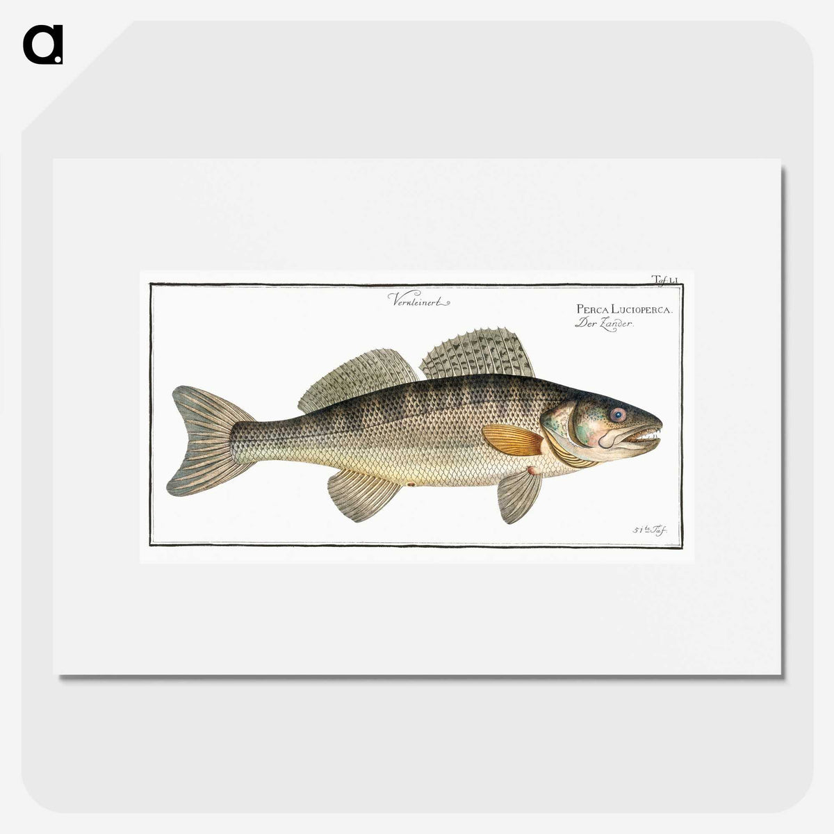 3-11_Ichtyologie-ou-Histoire-naturelle_picture