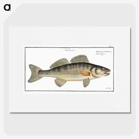 3-11_Ichtyologie-ou-Histoire-naturelle_picture