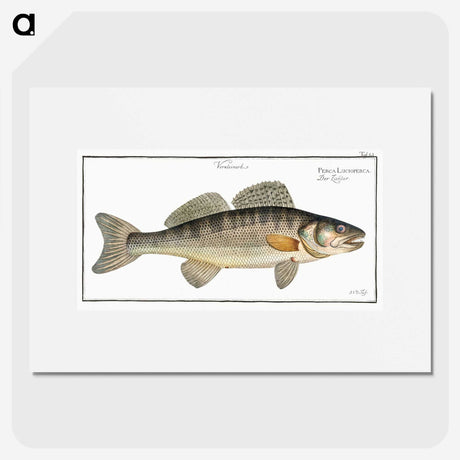 3-11_Ichtyologie-ou-Histoire-naturelle_picture