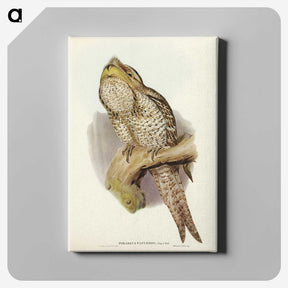 3-11_John-Gould_canvas