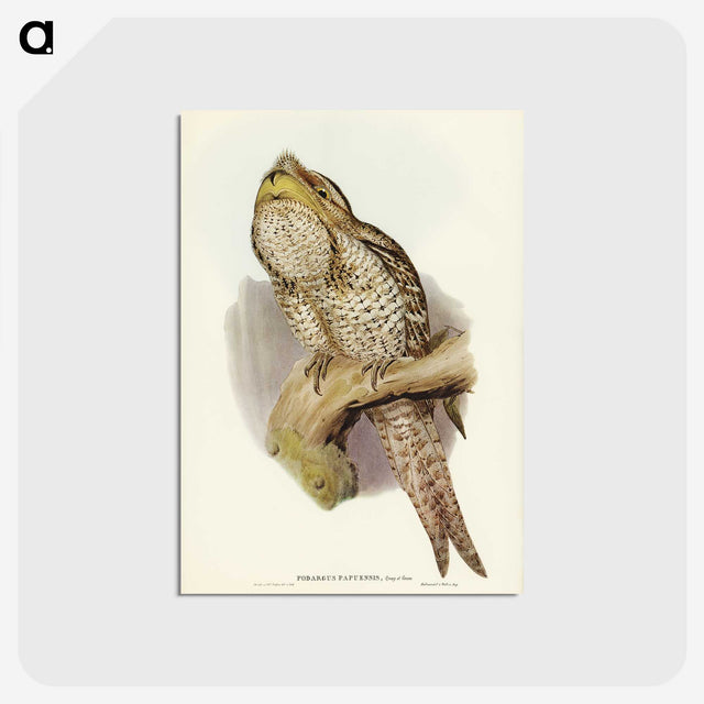 3-11_John-Gould_postcard
