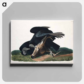アートパネル-Black Vulture
 - ジョン ジェームス オーデュボン Canvas.