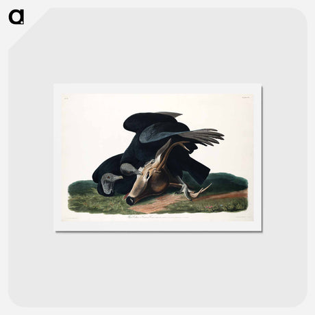 アートポストカード-Black Vulture
 - ジョン ジェームス オーデュボン Postcard.