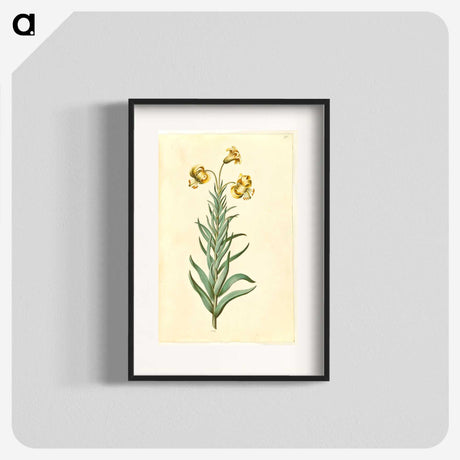 3-11_Maria-Sibylla-Merian_blk
