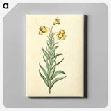 3-11_Maria-Sibylla-Merian_canvas