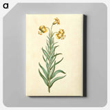 アートパネル-Pyrenean Lily
 - マリア ジビーラ メーリアン Canvas.