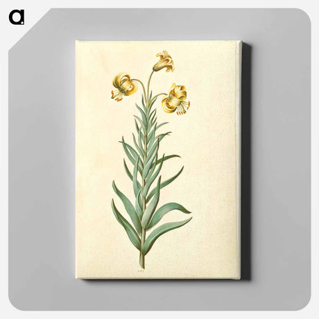 アートパネル-Pyrenean Lily
 - マリア ジビーラ メーリアン Canvas.
