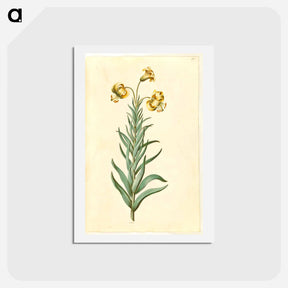 アートポストカード-Pyrenean Lily
 - マリア ジビーラ メーリアン Postcard.