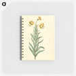 3-11_Maria-Sibylla-Merian_memo