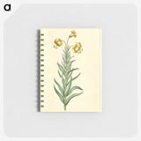 3-11_Maria-Sibylla-Merian_memo
