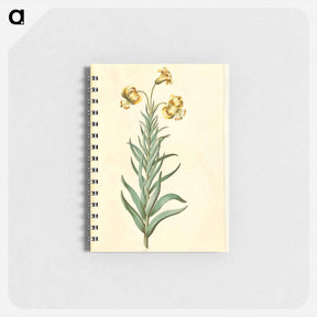 アートメモ帳-Pyrenean Lily
 - マリア ジビーラ メーリアン Memo.