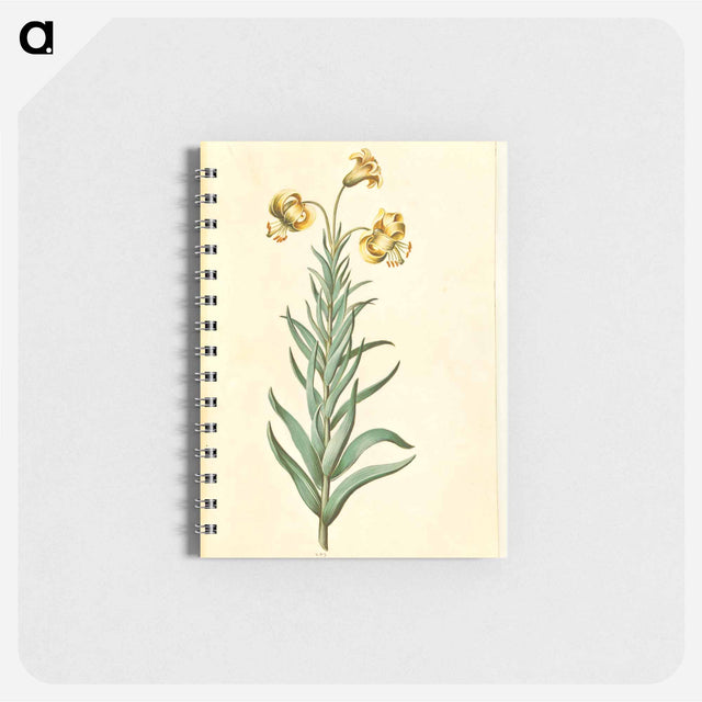 アートメモ帳-Pyrenean Lily
 - マリア ジビーラ メーリアン Memo.