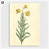 3-11_Maria-Sibylla-Merian_picture-crop