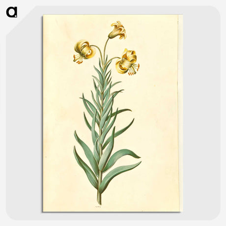 3-11_Maria-Sibylla-Merian_picture-crop