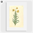 3-11_Maria-Sibylla-Merian_picture