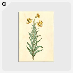 3-11_Maria-Sibylla-Merian_postcard