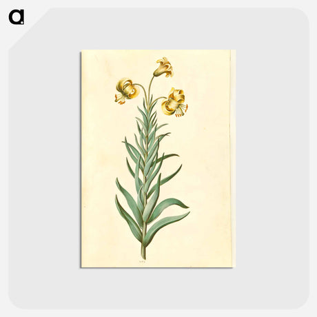 アートポストカード-Pyrenean Lily
 - マリア ジビーラ メーリアン Postcard.