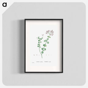 アートポスター-Crassula Spathulata (Uguwe) - ピエール ジョゼフ ルドゥーテ Poster.