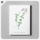 アートパネル-Crassula Spathulata (Uguwe) - ピエール ジョゼフ ルドゥーテ Canvas.