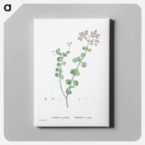 アートパネル-Crassula Spathulata (Uguwe) - ピエール ジョゼフ ルドゥーテ Canvas.