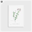 アートポストカード-Crassula Spathulata (Uguwe) - ピエール ジョゼフ ルドゥーテ Postcard.