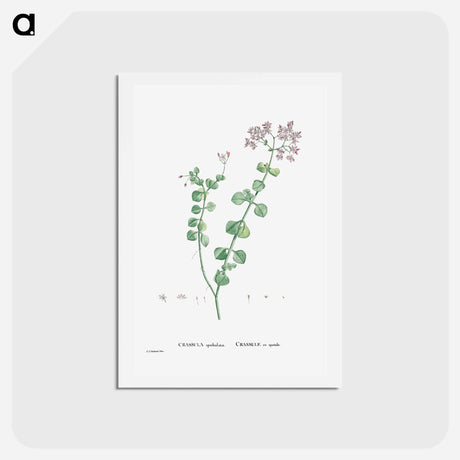 アートポストカード-Crassula Spathulata (Uguwe) - ピエール ジョゼフ ルドゥーテ Postcard.