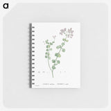 3-11_Pierre-Joseph-Redoute_memo