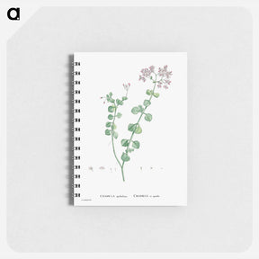 アートメモ帳-Crassula Spathulata (Uguwe) - ピエール ジョゼフ ルドゥーテ Memo.