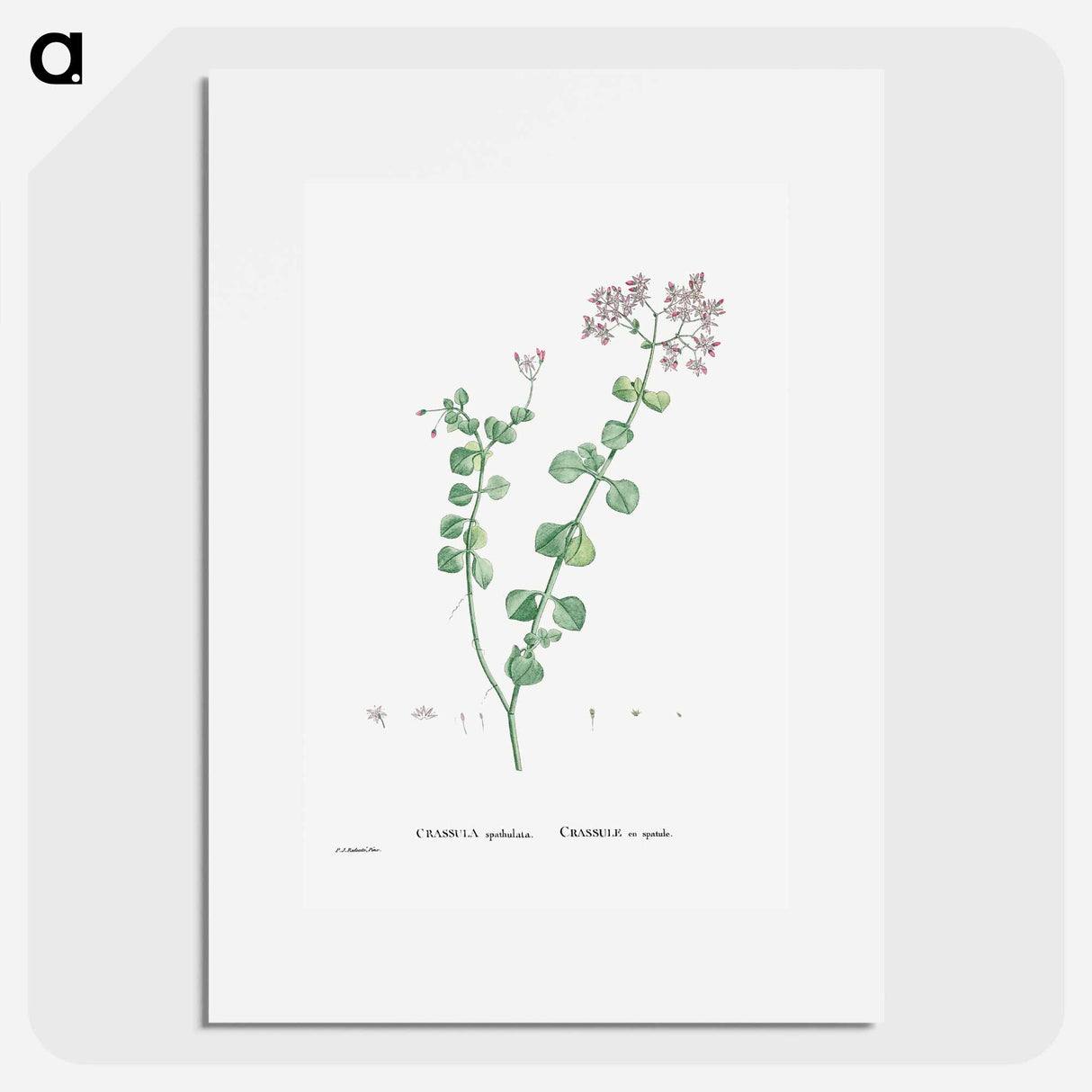 Crassula Spathulata (Uguwe) - ピエール ジョゼフ ルドゥーテ Poster.