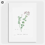 Crassula Spathulata (Uguwe) - ピエール ジョゼフ ルドゥーテ Poster.