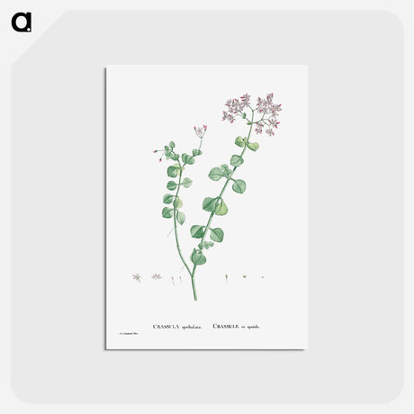アートポストカード-Crassula Spathulata (Uguwe) - ピエール ジョゼフ ルドゥーテ Postcard.