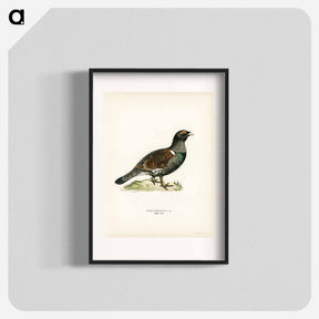 アートポスター-Western Capercaillie
 - スヴェンスカ フォグラル Poster.