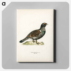 アートパネル-Western Capercaillie
 - スヴェンスカ フォグラル Canvas.