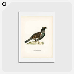 アートポストカード-Western Capercaillie
 - スヴェンスカ フォグラル Postcard.