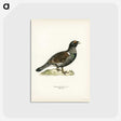 3-11_Svenska-Faglar_postcard