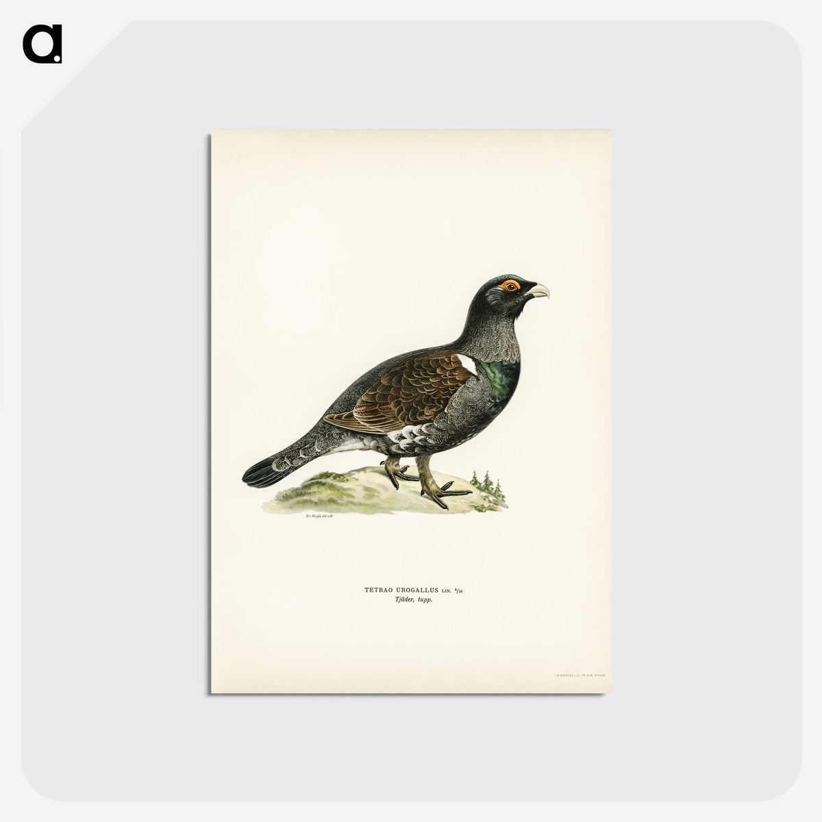 3-11_Svenska-Faglar_postcard