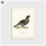 3-11_Svenska-Faglar_postcard