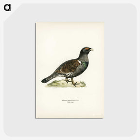 3-11_Svenska-Faglar_postcard