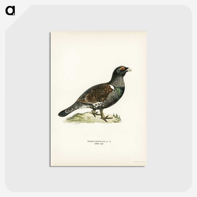 3-11_Svenska-Faglar_postcard
