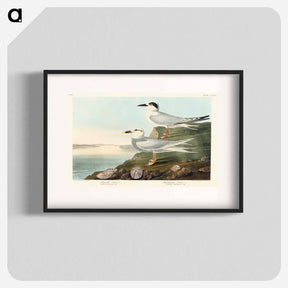 アートポスター-Havell's Tern and Trudeau's Tern from Birds of America
 - アメリカの鳥たち Poster.