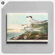 アートパネル-Havell's Tern and Trudeau's Tern from Birds of America
 - アメリカの鳥たち Canvas.